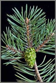 Attēlu rezultāti vaicājumam “Pinus sylvestris leaf”