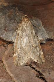 Attēlu rezultāti vaicājumam “Alsophila aescularia”