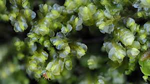 Attēlu rezultāti vaicājumam “Harpanthus flotovianus”