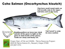 Image result for Oncorhynchus kisutch