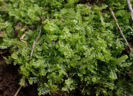 Attēlu rezultāti vaicājumam “Lophocolea minor”