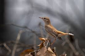 Image result for Cercotrichas galactotes