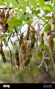 Attēlu rezultāti vaicājumam “Robinia pseudoacacia fruit”