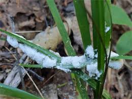 Attēlu rezultāti vaicājumam “Didymium spongiosum var. dictyospora”