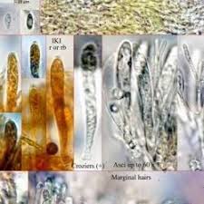 Attēlu rezultāti vaicājumam “Hyphodiscus hymeniophilus”