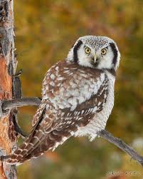 Image result for Surnia ulula