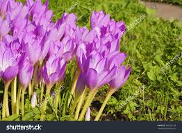 Attēlu rezultāti vaicājumam “Colchicaceae”