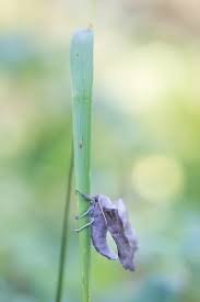 Attēlu rezultāti vaicājumam “Laothoe populi imago”