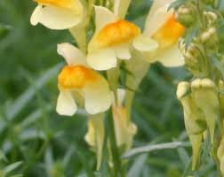 Attēlu rezultāti vaicājumam “Linaria vulgaris flower”