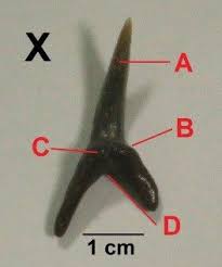 Image result for Alopias superciliosus