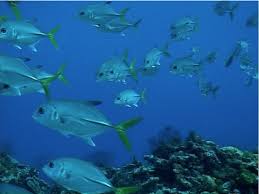 Image result for Caranx latus