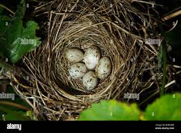 Attēlu rezultāti vaicājumam “Sylvia borin eggs”