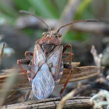 Attēlu rezultāti vaicājumam “Rhopalus maculatus imago”