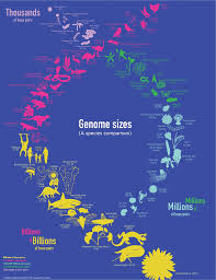 Image result for genome sizes
