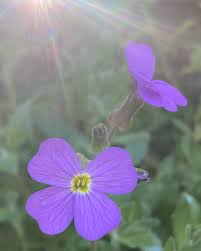 Attēlu rezultāti vaicājumam “Aubrieta deltoidea flower”