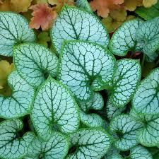 Image result for Brunnera `Jack Frost`