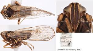 Attēlu rezultāti vaicājumam “Javesella pellucida”