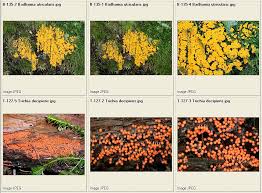 Attēlu rezultāti vaicājumam “Badhamia versicolor spores”