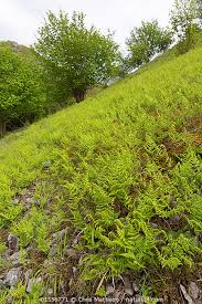 Attēlu rezultāti vaicājumam “Gymnocarpium robertianum”