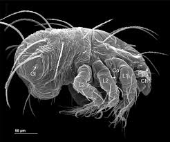 Attēlu rezultāti vaicājumam “Acalitus longisetosus”