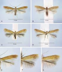 Attēlu rezultāti vaicājumam “Tischeriidae”