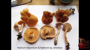 Attēlu rezultāti vaicājumam “Hydnum sp.”