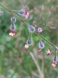 Attēlu rezultāti vaicājumam “Circaea lutetiana leaf”