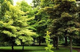 Attēlu rezultāti vaicājumam “Acer pseudoplatanus fo. purpurascens”