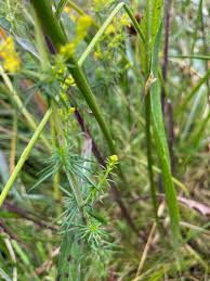Attēlu rezultāti vaicājumam “Galium verum leaf”