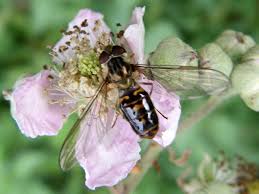 Attēlu rezultāti vaicājumam “Episyrphus balteatus”