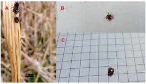 Attēlu rezultāti vaicājumam “Dermacentor reticulatus female”