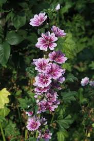 Image result for Malva sylvestris 'Zebrina'