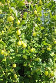 Attēlu rezultāti vaicājumam “Ribes uva-crispa flower”