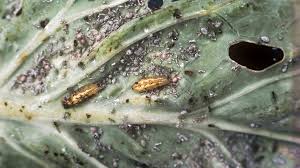 Attēlu rezultāti vaicājumam “Syrphus sp. larva”