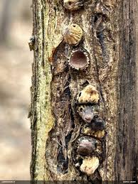 Attēlu rezultāti vaicājumam “Andricus quercuscorticis”