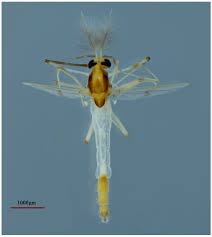 Attēlu rezultāti vaicājumam “Cricotopus male”