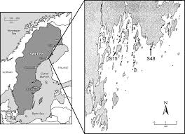 Attēlu rezultāti vaicājumam “Triphragmium ulmariae”
