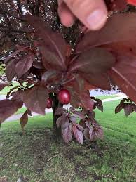 Attēlu rezultāti vaicājumam “Prunus cerasifera fruit”