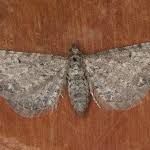 Attēlu rezultāti vaicājumam “Eupithecia satyrata”