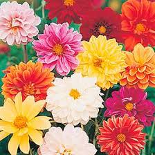 Image result for Mesembryanthemum criniflorum