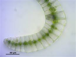 Attēlu rezultāti vaicājumam “Leucobryum juniperoideum”