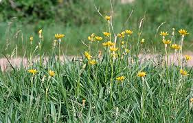 Attēlu rezultāti vaicājumam “Scorzonera humilis bud”