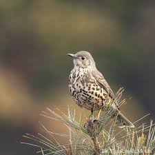 Attēlu rezultāti vaicājumam “Turdus viscivorus adult”