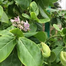 Attēlu rezultāti vaicājumam “Arenaria procera leaf”