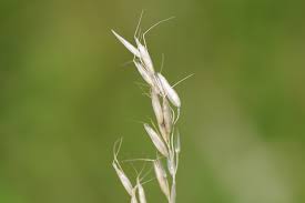 Attēlu rezultāti vaicājumam “Helictotrichon pratense”