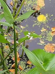 Attēlu rezultāti vaicājumam “Sagittaria sagittifolia leaf”