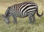 File:Grant's Zebra, pregnant again, Serengeti.jpg - Wikipedia, the ...