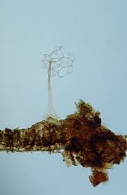 Attēlu rezultāti vaicājumam “Cribraria argillacea sessile”