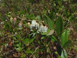 Attēlu rezultāti vaicājumam “Chamaedaphne calyculata”