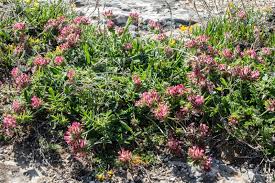 Attēlu rezultāti vaicājumam “Anthyllis maritima”